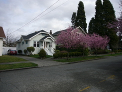 Flowers announce the arrival of spring